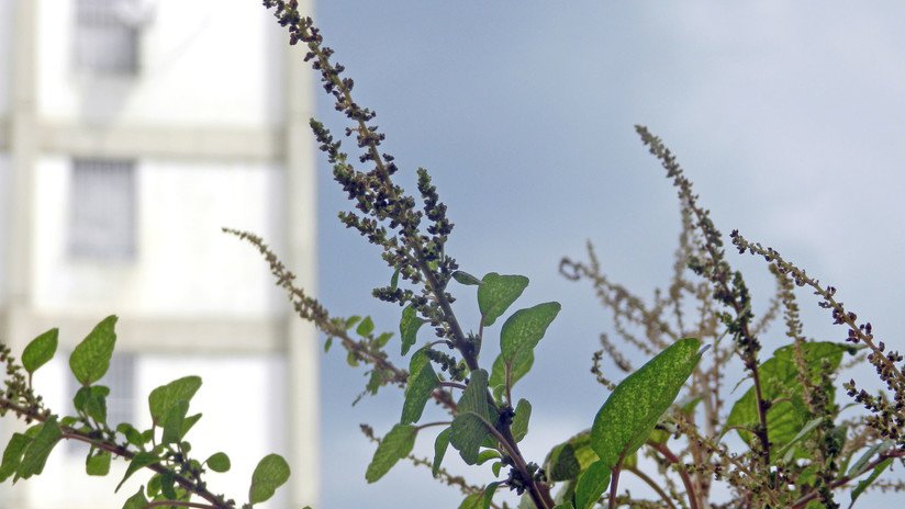 El súper alimento oxigenante cerebral que pasa desapercibido para muchos