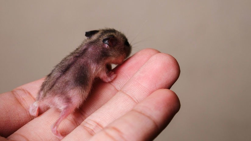 Bebés con dos madres: Científicos logran que ratones del mismo sexo tengan hijos biológicos (FOTO)