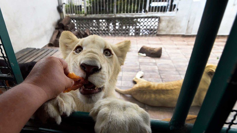 FOTOS: Tres leones africanos en cautiverio provocan pánico en la zona urbana de México