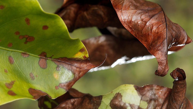 'Ojalá que llueva café': Un raro hongo amenaza las plantaciones cafeteras de América Latina