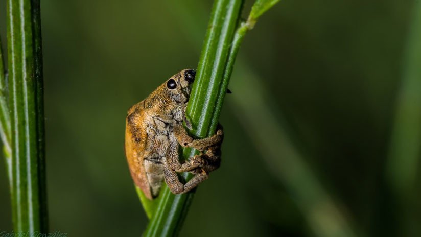 El cambio climático sí que 'mata una mosca': Alarma científica por la reducción masiva de insectos