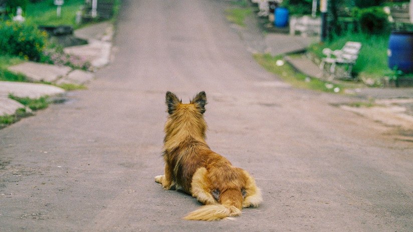 Un perro persigue desesperado a un taxi, lo adoptan y hasta la novia de Ronaldo lo quiere (VIDEO)