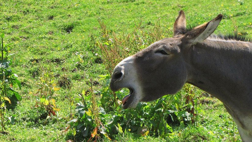 VIDEO: Una cautivadora burra que 'canta ópera' revoluciona las redes sociales
