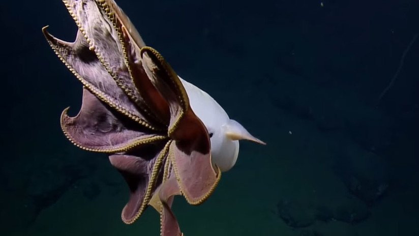 VIDEO: Filman a un "fantasmal" 'Pulpo Dumbo' en las profundidades del Pacífico