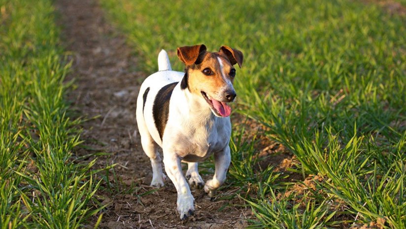 ¿Por qué la mafia italiana ofrece 5.000 euros por la cabeza de este perrito?