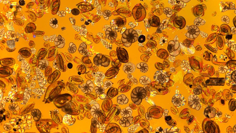 Conchas de foramínferos