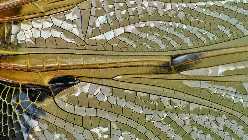 Vidriera policromada de la naturaleza