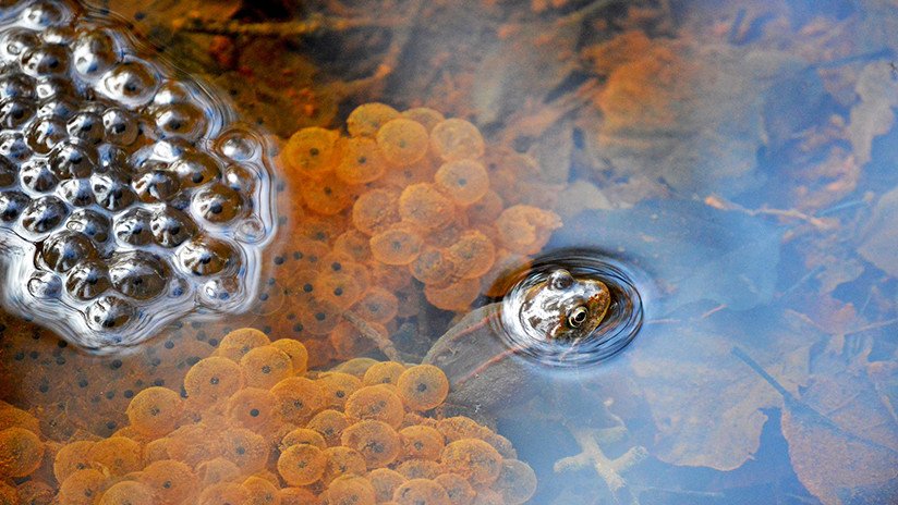 El hábitat natural de una rana