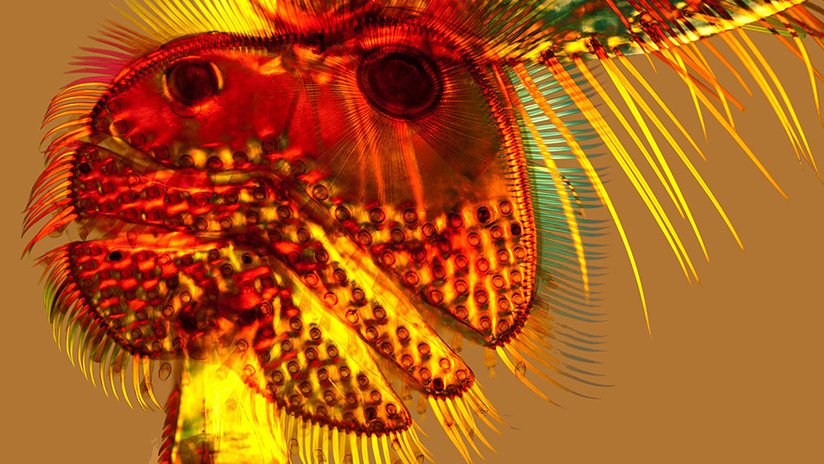 El vello en una pata de escarabajo ditiscino