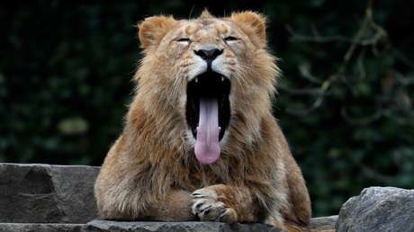 VIDEO: Un león se asoma por la ventana de un coche en pleno centro de una ciudad de Rusia
