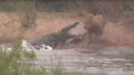 VIDEO: Un león se baña en un río sin saber que le acecha un cocodrilo (y es atacado en segundos)