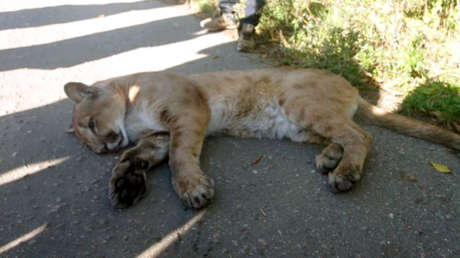 VIDEOS, FOTOS: Un puma fugitivo caza un perro en las afueras de Moscú