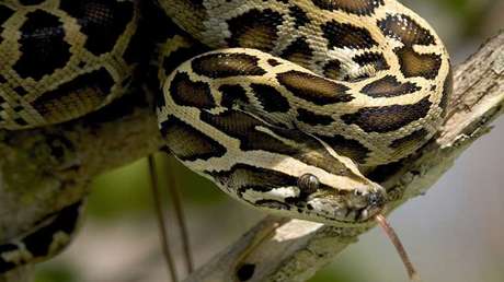 VIDEO: Una serpiente captura a un perro en un lance mortal pero sus fieles amigos lo rescatan