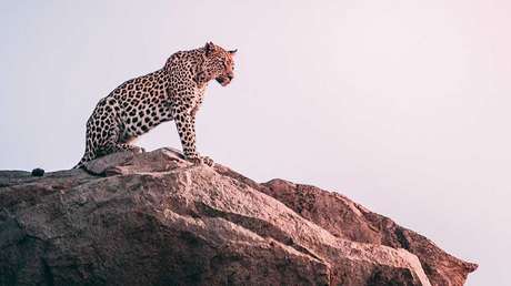 VIDEO: Un leopardo aparece de la nada y se lleva una cabra ante la mirada impotente de los pastores