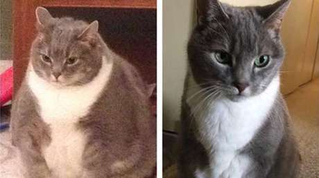 A la caza de un cuerpazo: Un felino entrado en carnes se pone delgadito y conquista corazones