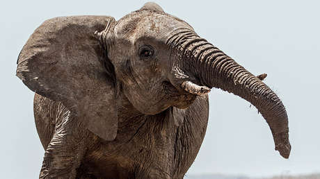 VIDEO: Un elefante rabioso destroza el coche con turistas que realizaban un safari en Sudáfrica