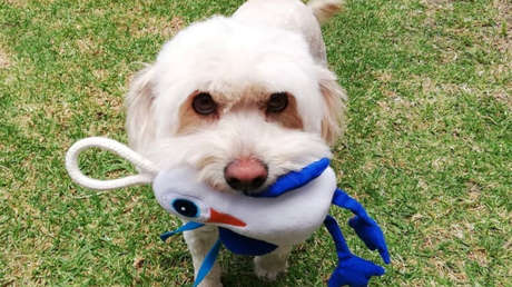 Un juguete por cada botella reciclada: La iniciativa que ofrece muñecos alternativos para mascotas