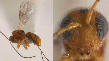 México: Descubren 21 nuevas especies de flora y fauna