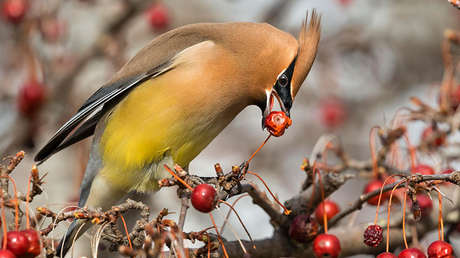 EE.UU.: Pájaros borrachos invaden una ciudad y la Policía asegura que "pronto estarán sobrios"
