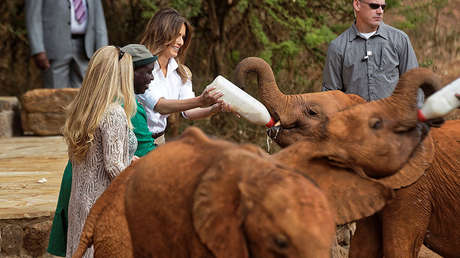 VIDEO: Un pequeño elefante se lanza sobre Melania Trump y casi la tumba