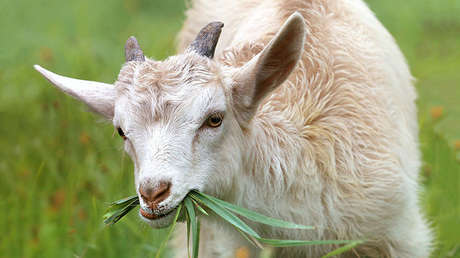 Encuentran al menos 10 cabras decapitadas en un río de EE.UU.