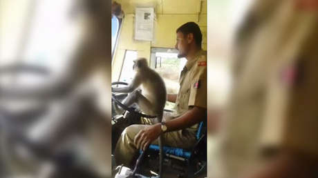 VIDEO: Un mono 'conduce' un autobús con pasajeros en la India