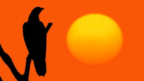 Científicos españoles crean vida artifical cuántica en un ordenador por primera vez en la historia