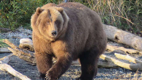 VIDEO: Una osa gana peso para el invierno, queda irreconocible y conquista a la Red