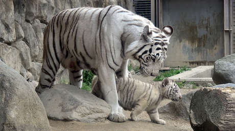 Un raro tigre blanco no será ejecutado tras atacar y matar a su cuidador en un zoo