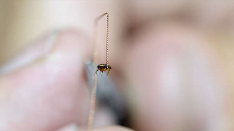 Alertan de un brote de tifus transmitido por pulgas que se extiende por Los Ángeles