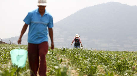 Investigadora mexicana desarrolla un maíz híbrido resistente a las sequías y bajas temperaturas