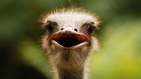 VIDEO: Un emú campa por una ciudad española y muere acorralado por la Policía