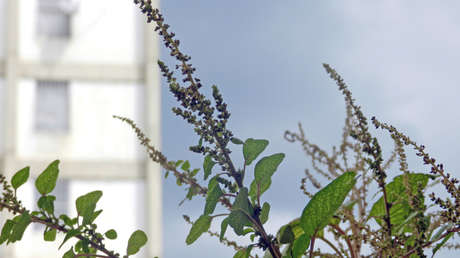 El súper alimento oxigenante cerebral que pasa desapercibido para muchos