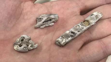 Revelan el origen de los fósiles de un monstruo marino descubierto en Kansas