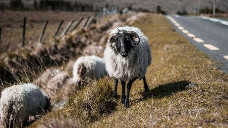 Karma instantáneo: recibe su merecido tras montarse sobre un carnero (VIDEO)