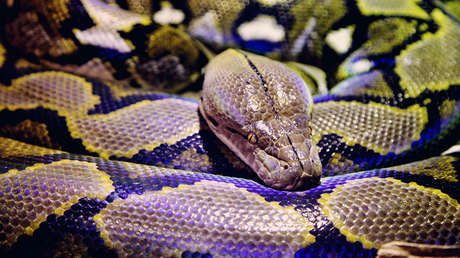 Una joven australiana es despertada de madrugada por una pitón que entró en su dormitorio (VIDEO)