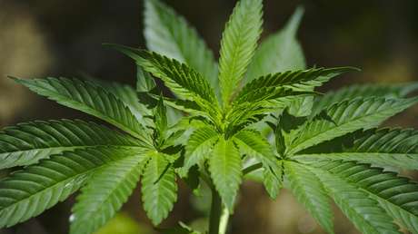 ¿Autoconsumo? Absuelven en España a un hombre que tenía 120 plantas de marihuana en su casa