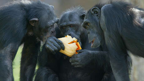 Descubren que los chimpancés comparten alimento solo con sus amigos