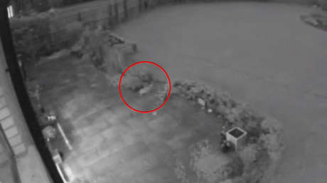 VIDEO: Un "gato fantasma" pasea por un patio segundos antes de desaparecer