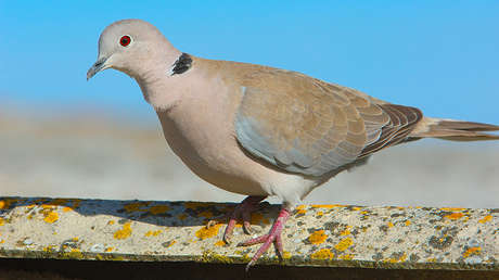 Una paloma daña con sus excrementos una obra de arte del siglo XVII en Italia