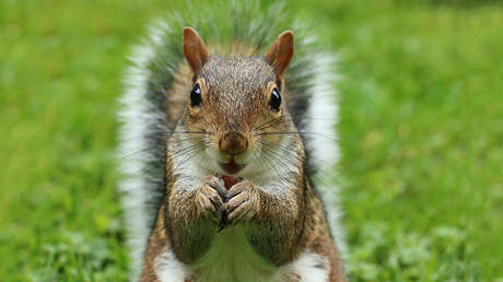 Un hombre contrae una rara enfermedad y muere tras comer cerebro de ardilla