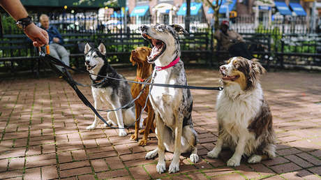 ¿Entienden los perros ciertas palabras humanas? Neurocientíficos afirman que sí y aportan pruebas