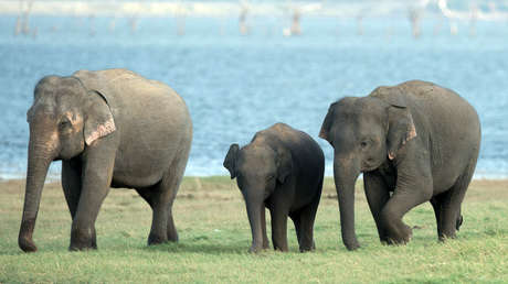 FOTOS: La naturaleza necesitaría cinco millones de años para reparar el daño causado por el hombre