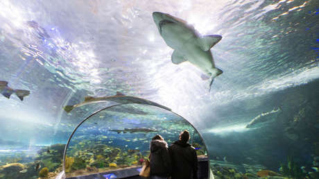VIDEO: Un hombre se desnuda y sumerge en un acuario lleno de tiburones