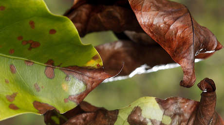 'Ojalá que llueva café': Un raro hongo amenaza las plantaciones cafeteras de América Latina