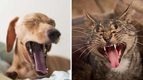 "La misma energía": El nuevo meme que arrasa en la Red compara expresiones de criaturas dispares