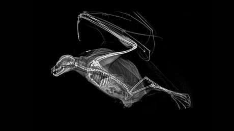 Fotos que llegan al corazón: Las 5 radiografías de animales que entusiasman a la Red