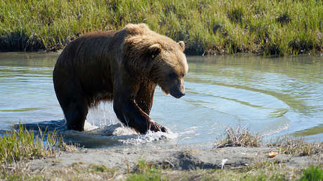 De película: Sobrevive al feroz ataque de un oso al saltar desde un acantilado