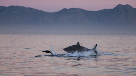 Una foca escapa por los pelos de las fauces de un tiburón blanco (VIDEO)