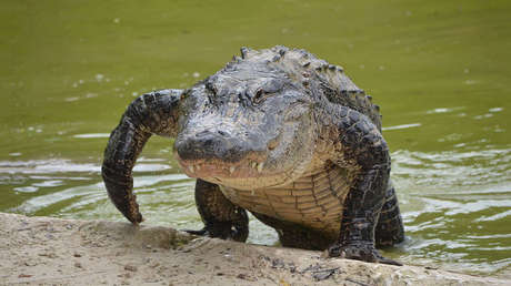 VIDEO: Un "monstruo" de casi 5 metros vuelve a pasear por un campo de golf en Florida